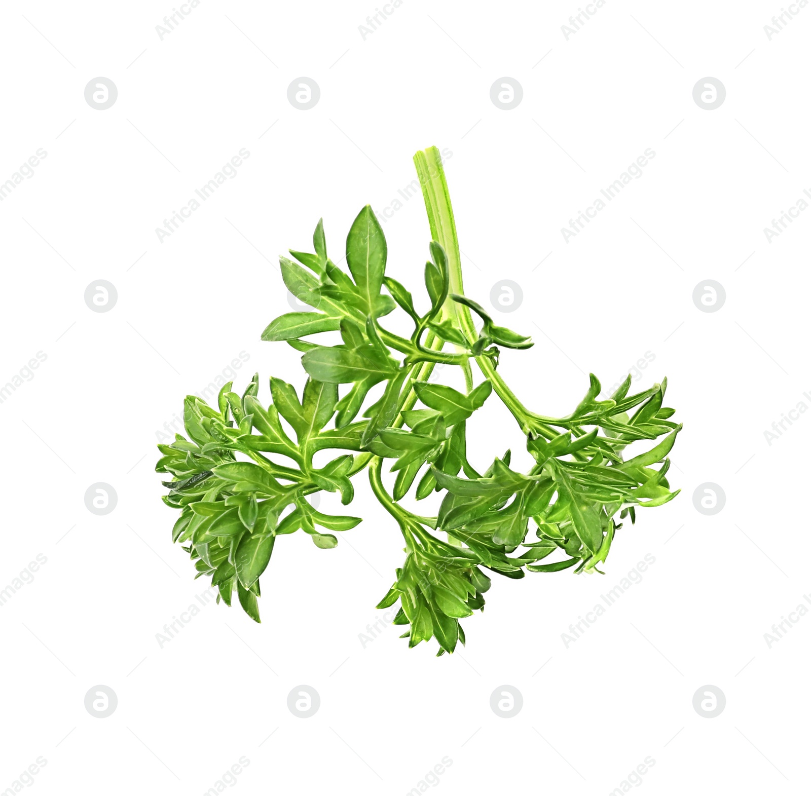 Photo of Aromatic fresh green parsley on white background