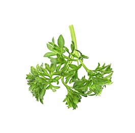 Photo of Aromatic fresh green parsley on white background