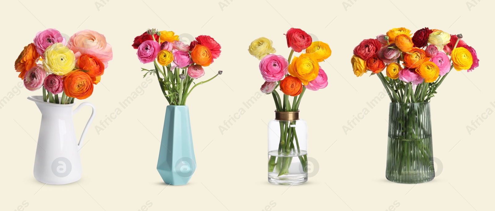 Image of Collage of stylish vases with beautiful ranunculus bouquets on beige background. Banner design