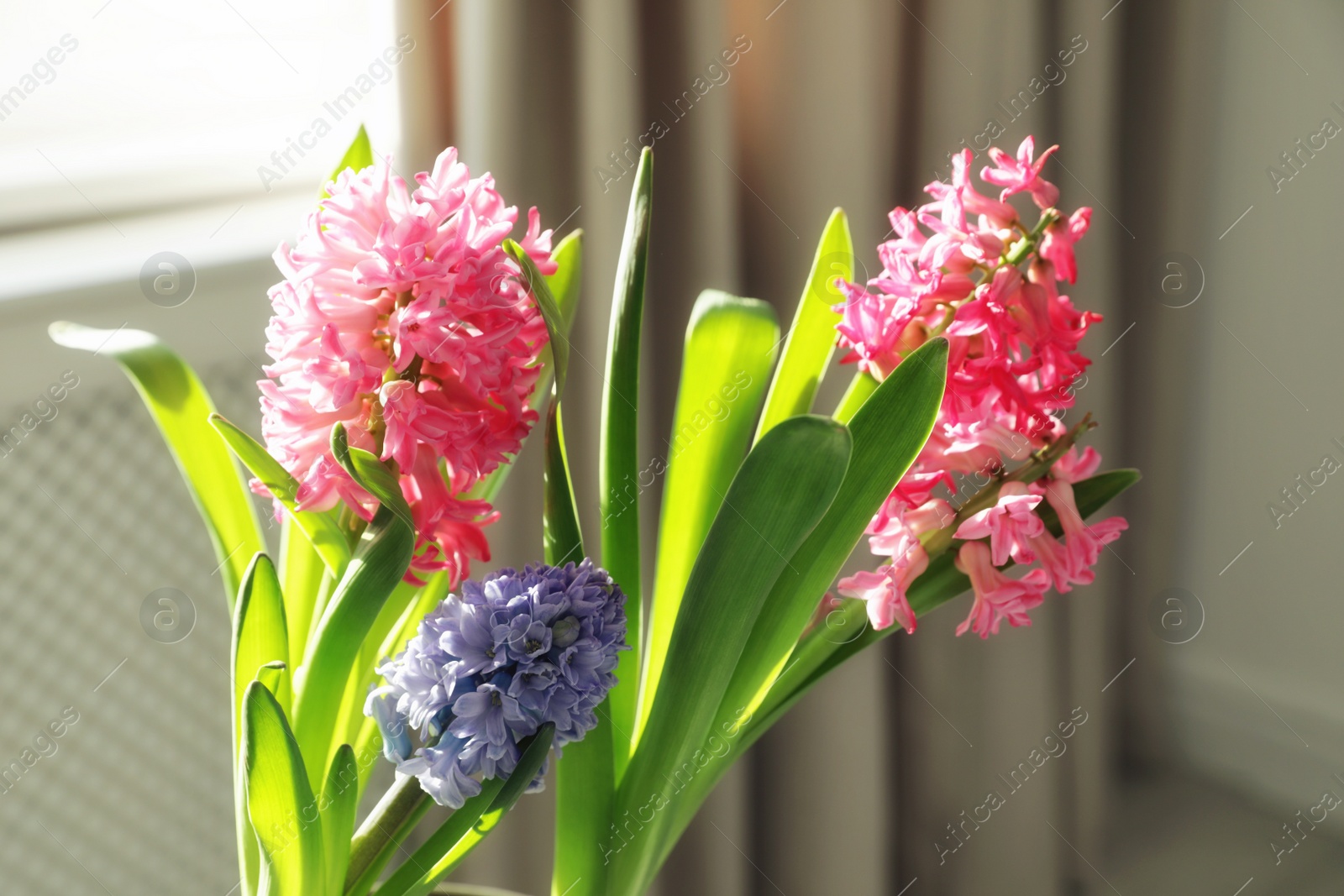 Photo of Blooming spring hyacinth flowers near window at home