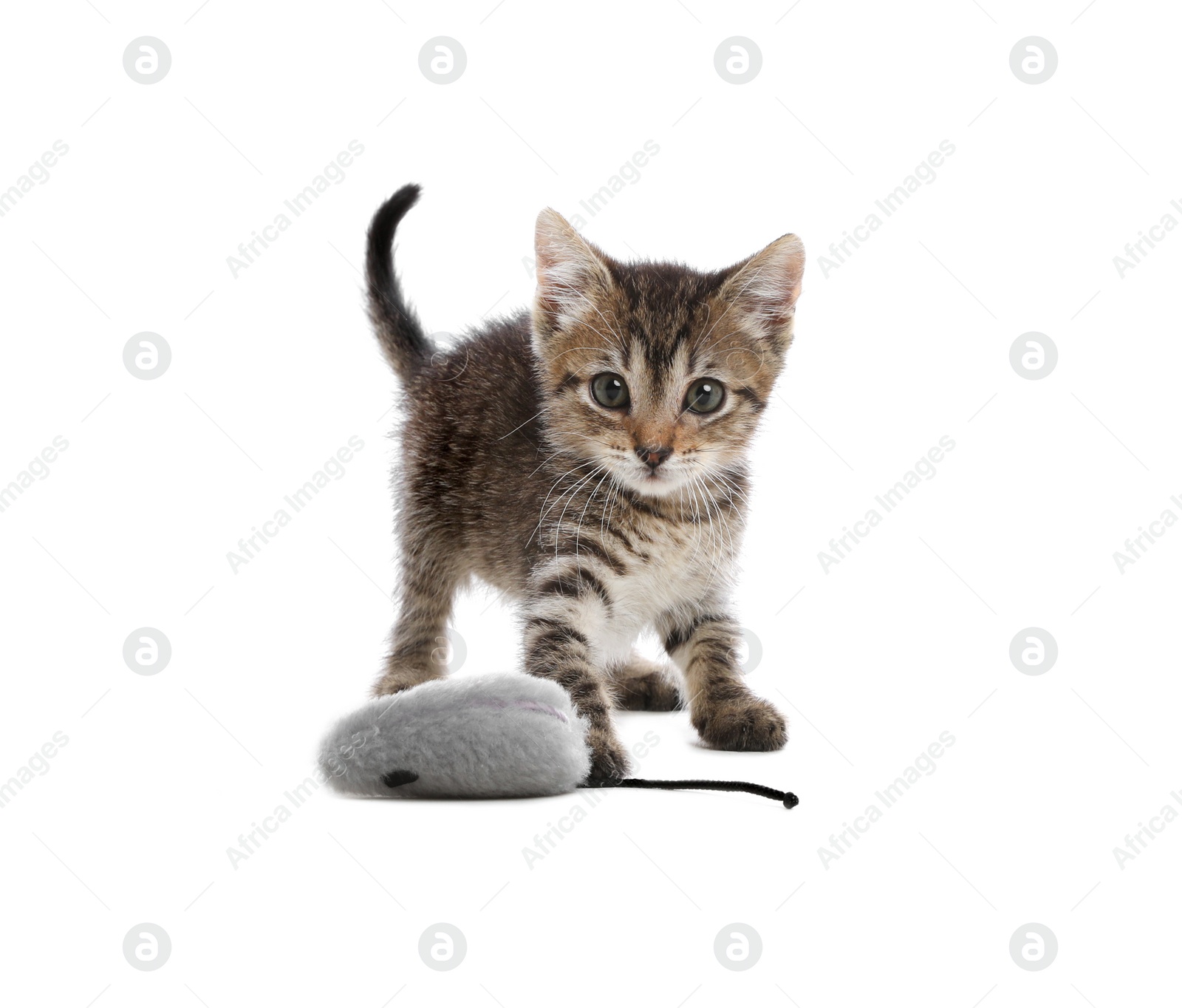 Photo of Cute little kitten playing with toy mouse on white background. Adorable pet