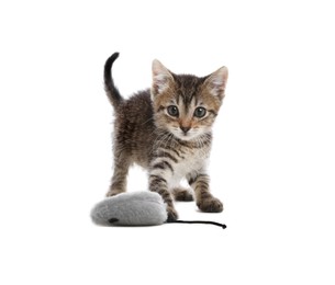 Photo of Cute little kitten playing with toy mouse on white background. Adorable pet