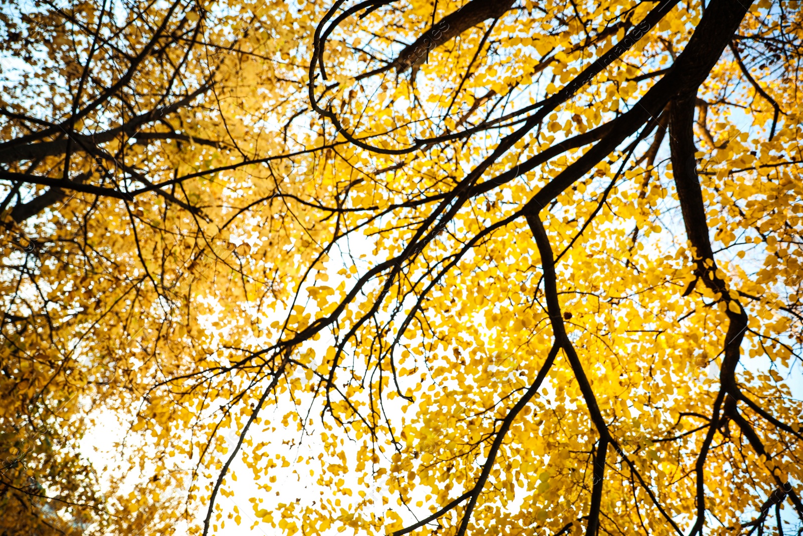 Photo of Blurred view of autumn foliage outdoors. Bokeh effect