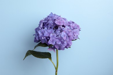 Photo of Branch of hortensia plant with delicate flowers on light blue background