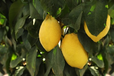 Photo of Fresh ripe lemons growing on tree outdoors