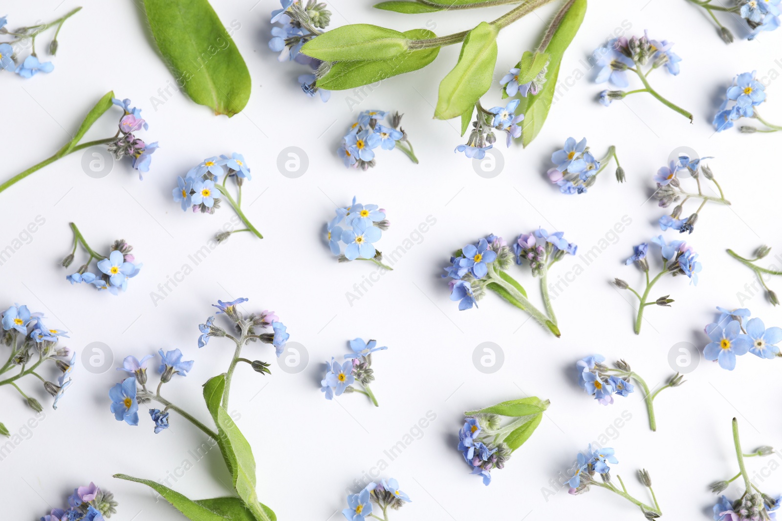 Photo of Beautiful forget-me-not flowers on white background, flat lay