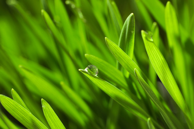 Photo of Green lush grass with water drops on blurred background, closeup