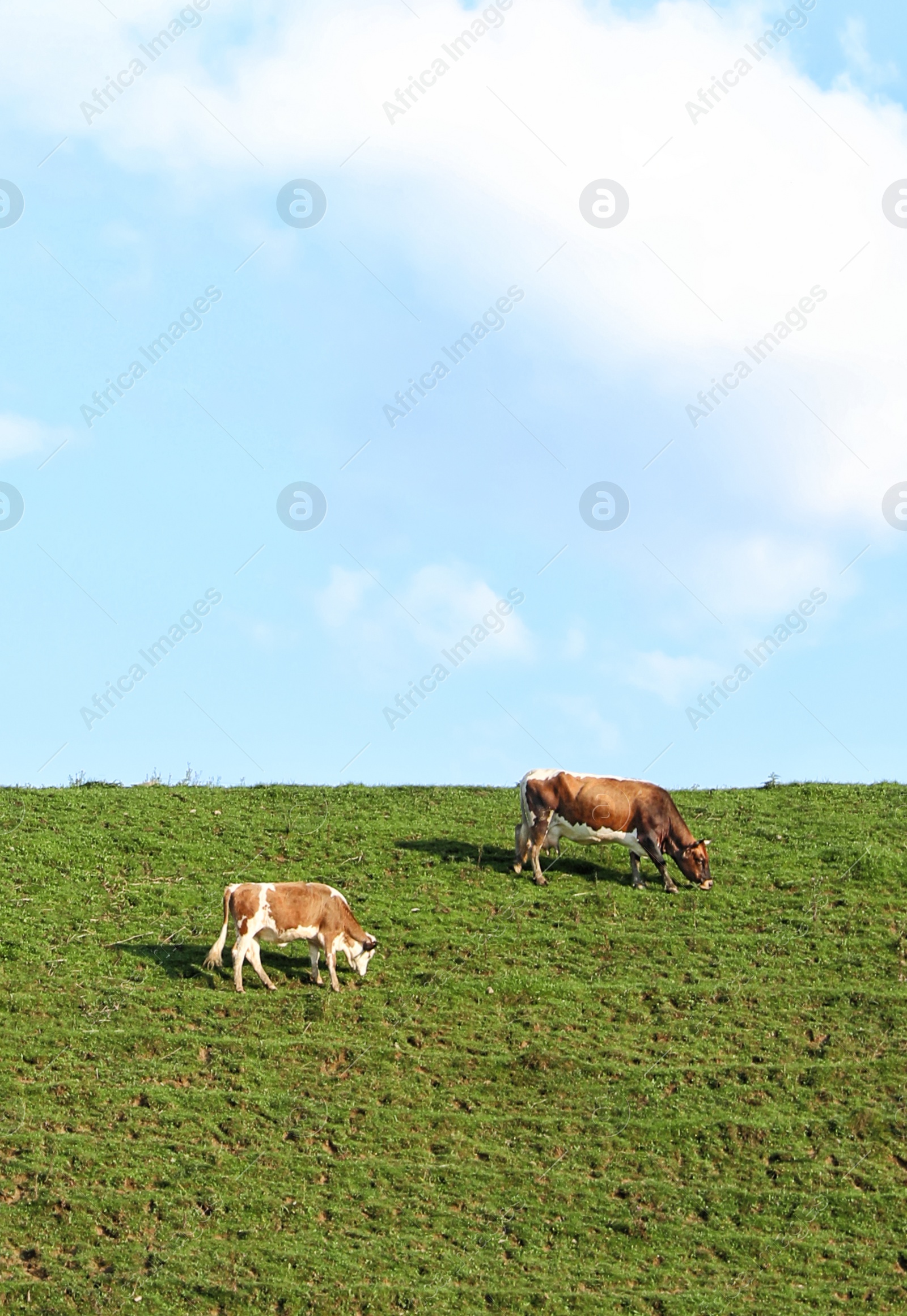 Photo of Cows grazing on green meadow in summer