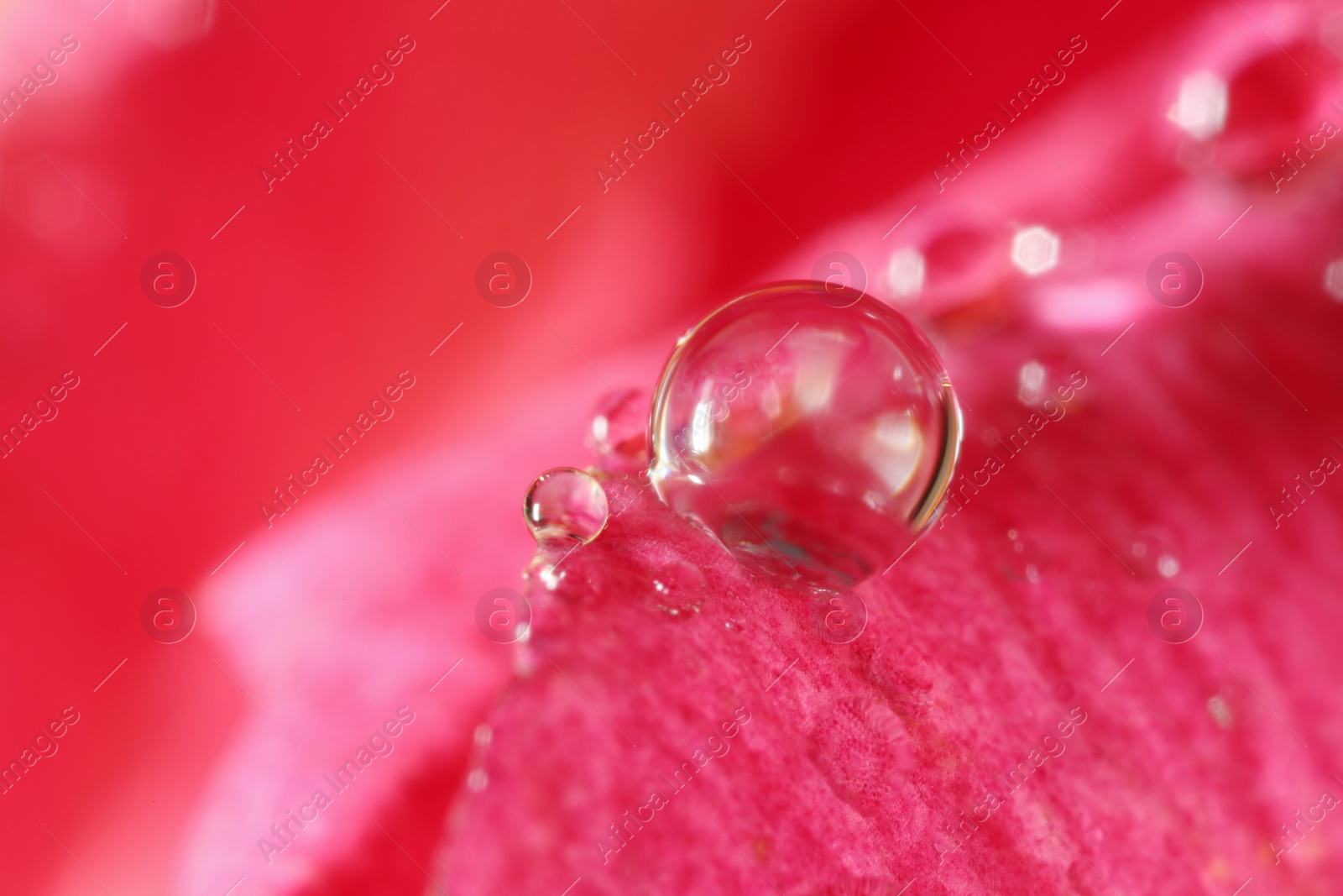 Photo of Beautiful flower with water drops, macro view