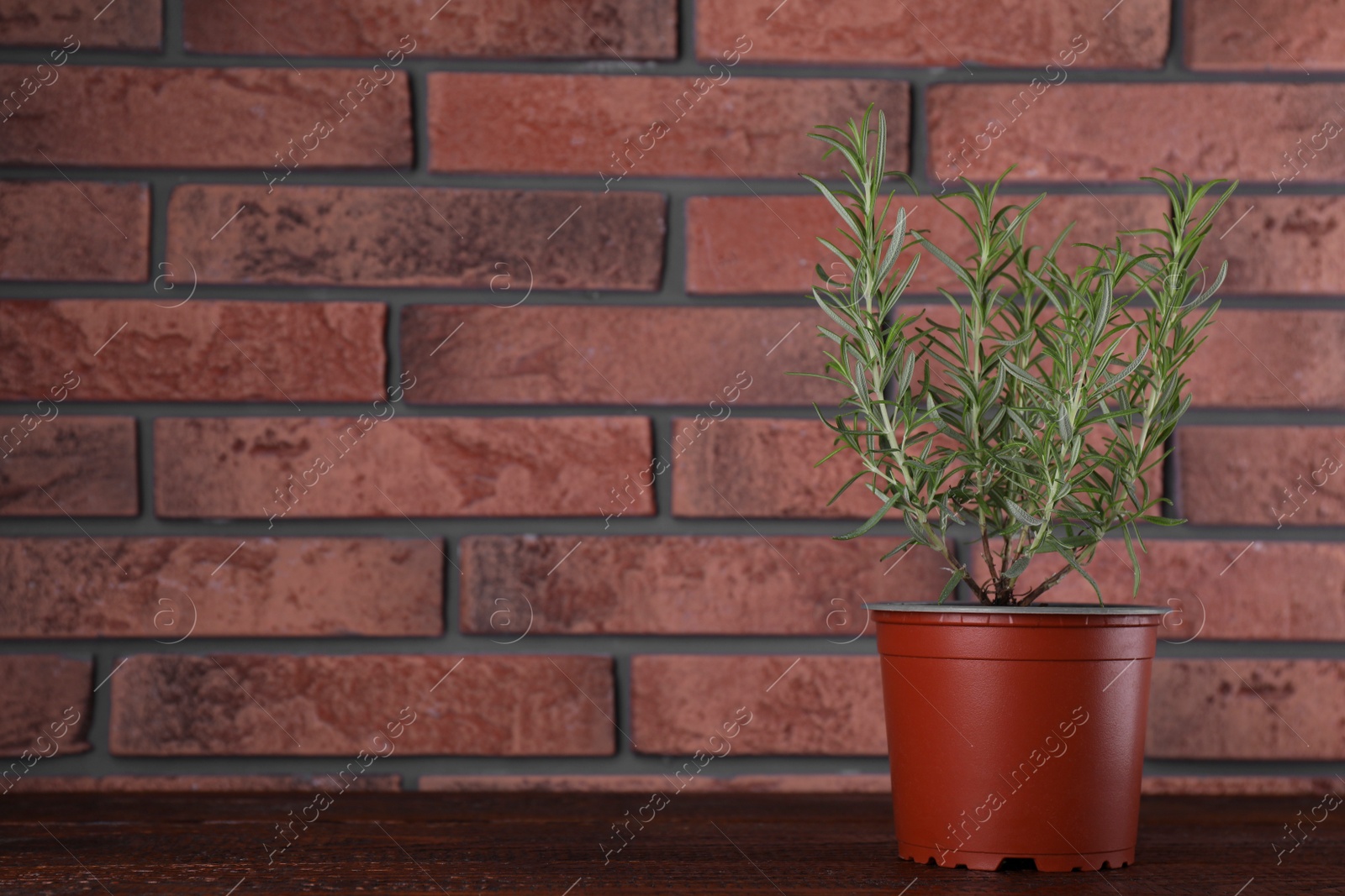 Photo of Aromatic green potted rosemary on wooden table near brick wall, space for text