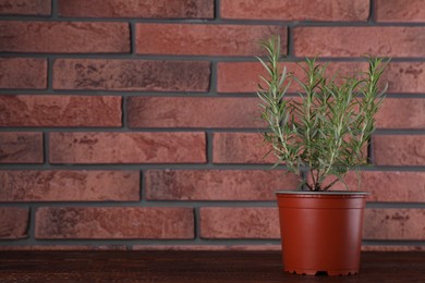 Aromatic green potted rosemary on wooden table near brick wall, space for text
