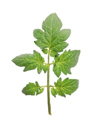 Photo of Branch of tomato plant with leaves isolated on white