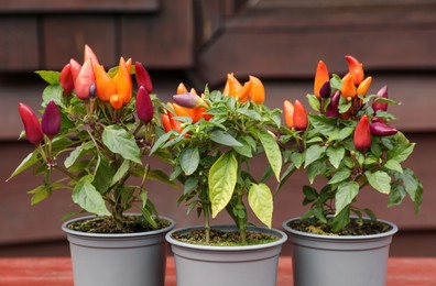 Photo of Capsicum Annuum plants. Potted rainbow multicolor chili peppers on wooden table outdoors