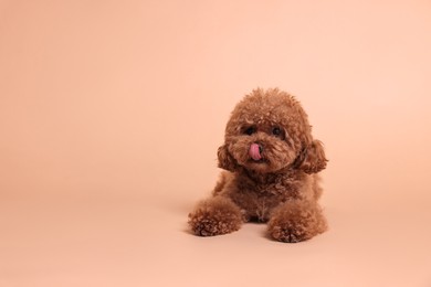 Photo of Cute Maltipoo dog showing tongue on beige background, space for text. Lovely pet