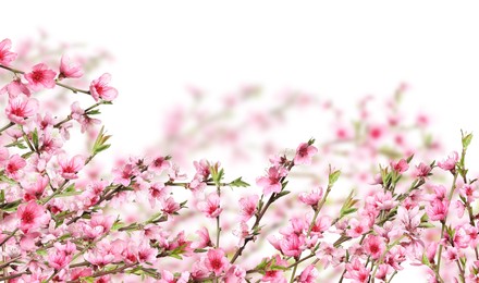 Image of Beautiful sakura tree branches with delicate pink flowers on white background