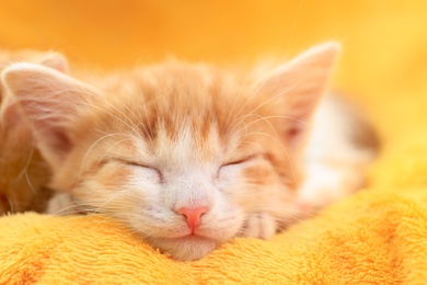 Cute little kitten sleeping on yellow blanket, closeup view