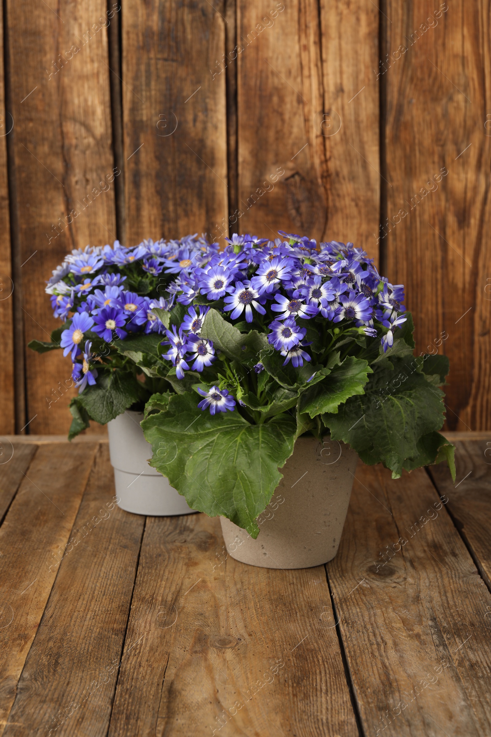Photo of Beautiful purple cineraria plants in flower pots on wooden table
