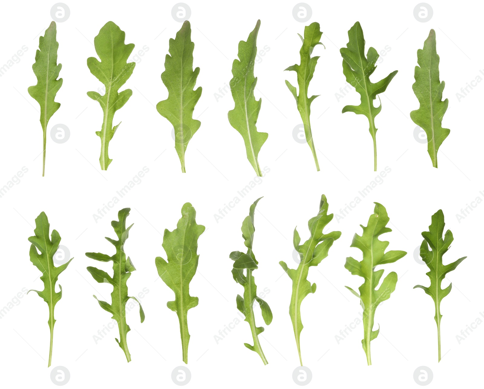 Image of Set of green arugula leaves on white background