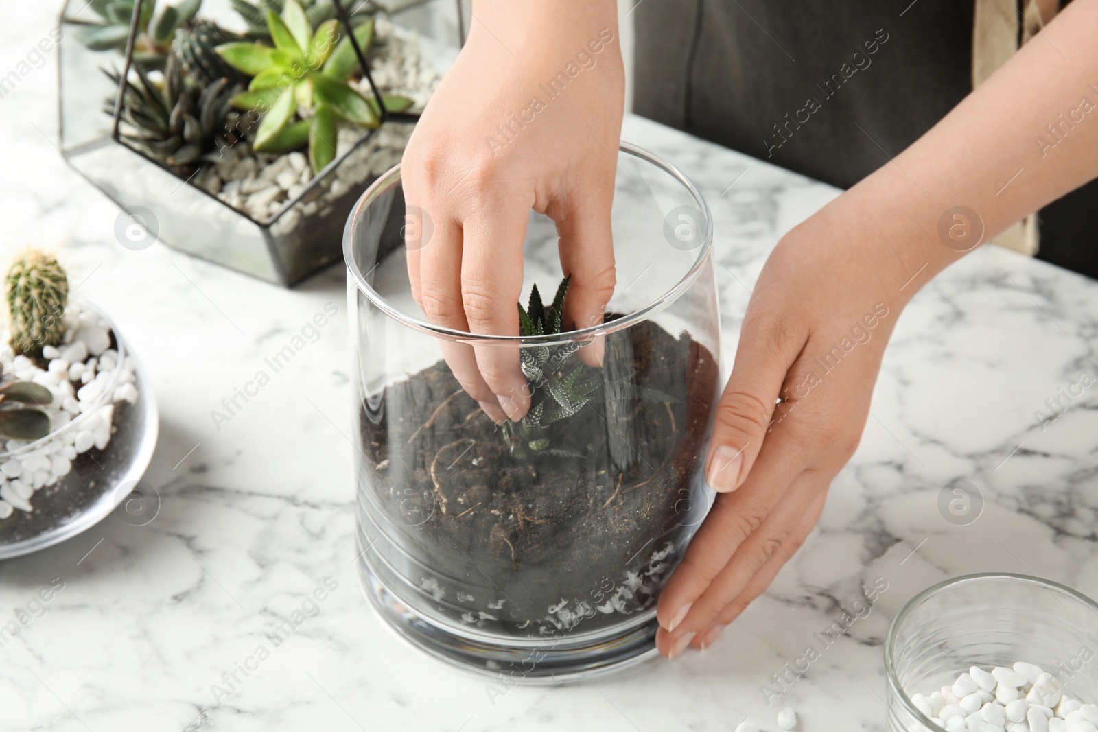 Photo of Woman making florarium of different succulents at table, closeup