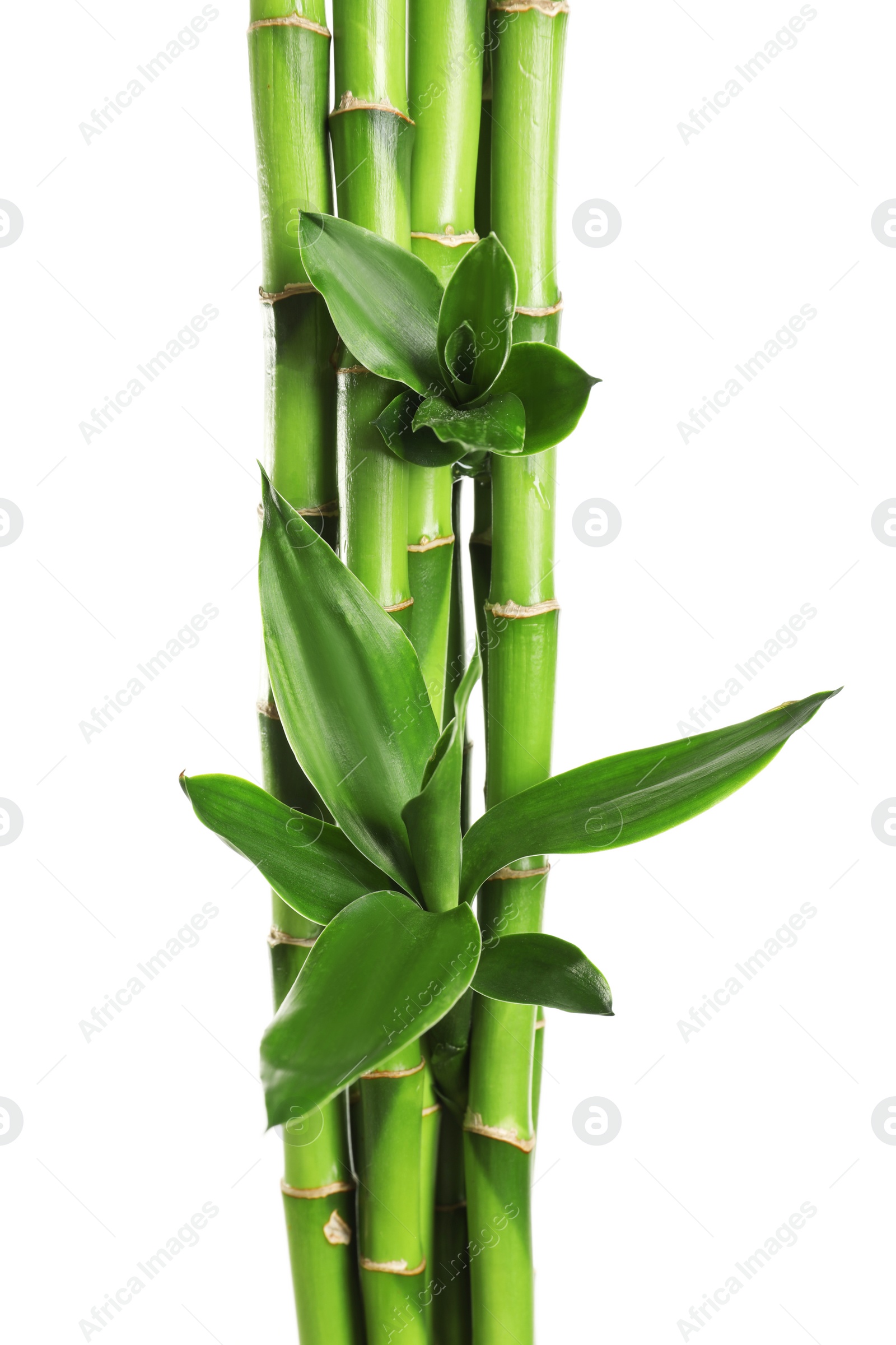 Photo of Green bamboo stems with leaves on white background