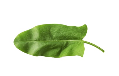 Photo of Fresh green single sorrel leaf isolated on white, above view