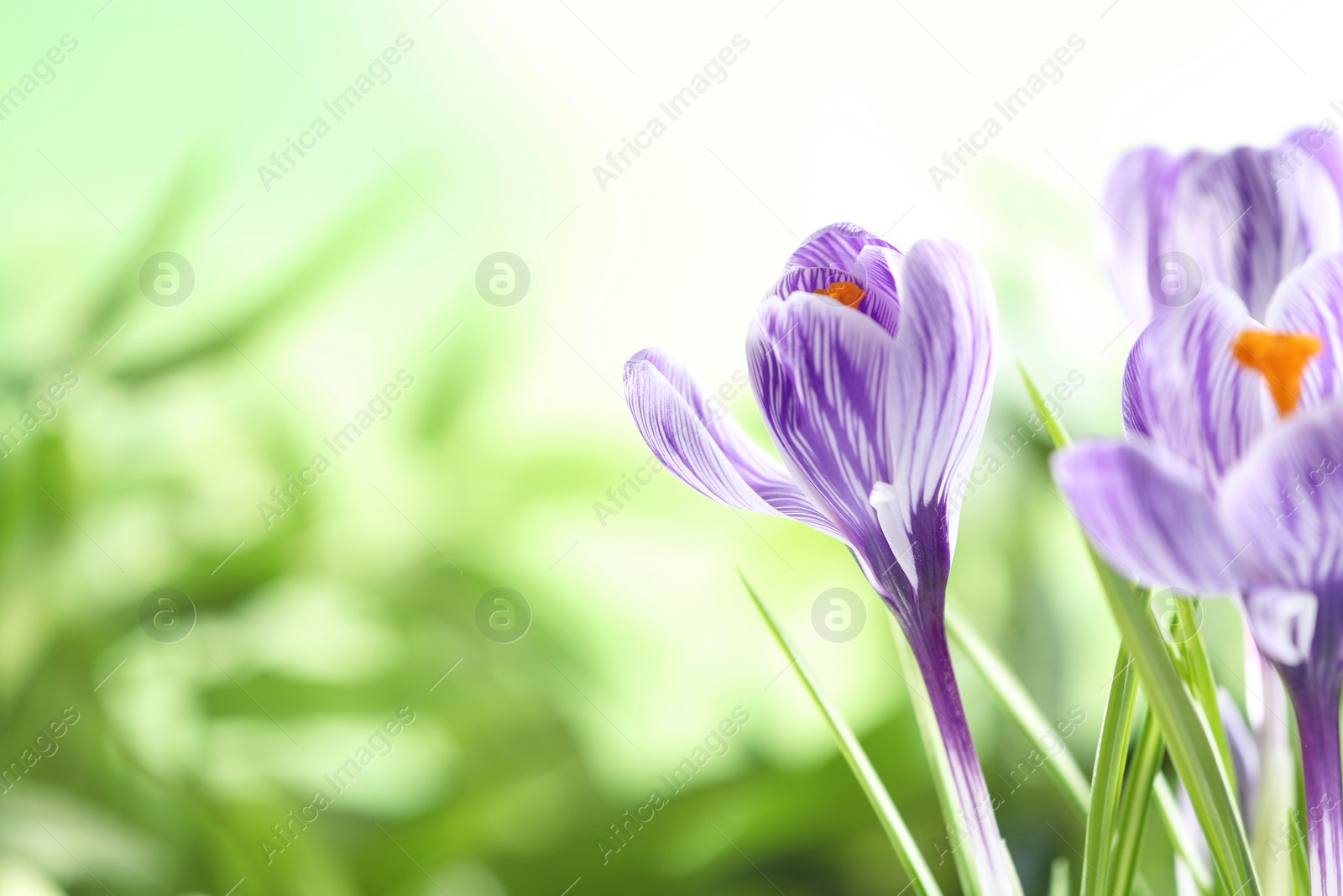 Photo of Beautiful spring crocus flowers on blurred background, space for text