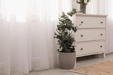 Photo of Chest of drawers and potted eucalyptus plant near window in room