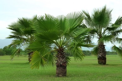 Tropical palm trees with beautiful green leaves outdoors