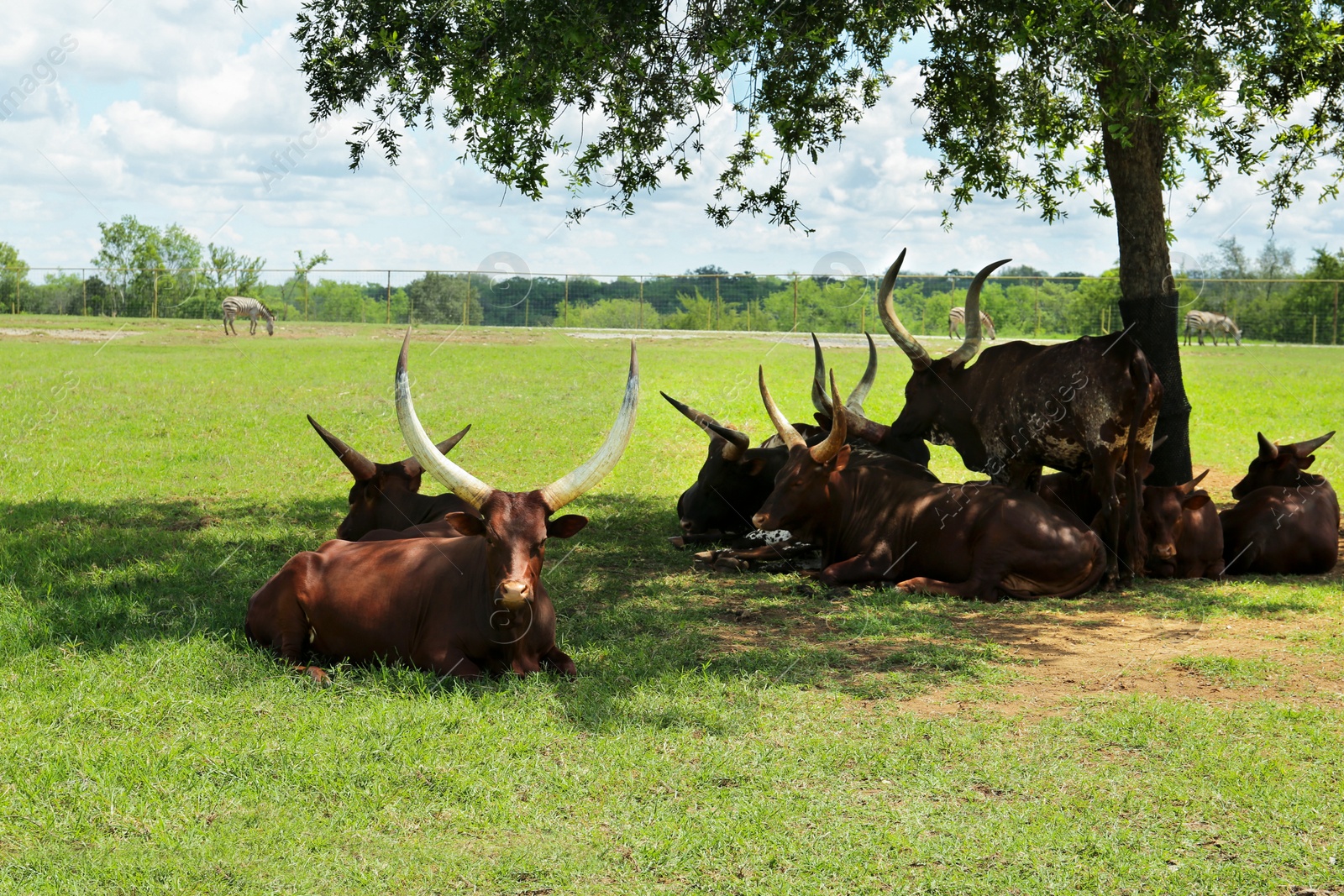 Photo of Beautiful Ankole cows on green lawn in safari park