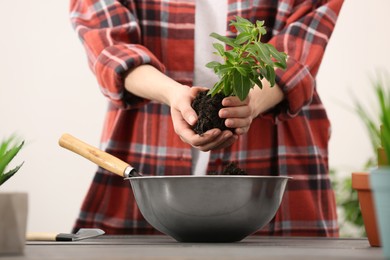 Transplanting. Woman with green plant, gardening tools and houseplants in flower pots at gray wooden table indoors, closeup