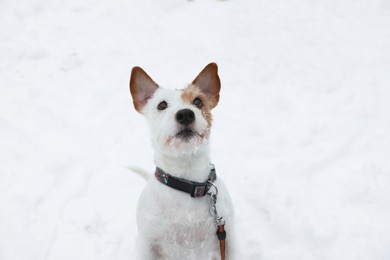 Photo of Cute Jack Russell Terrier on snow outdoors. Winter season