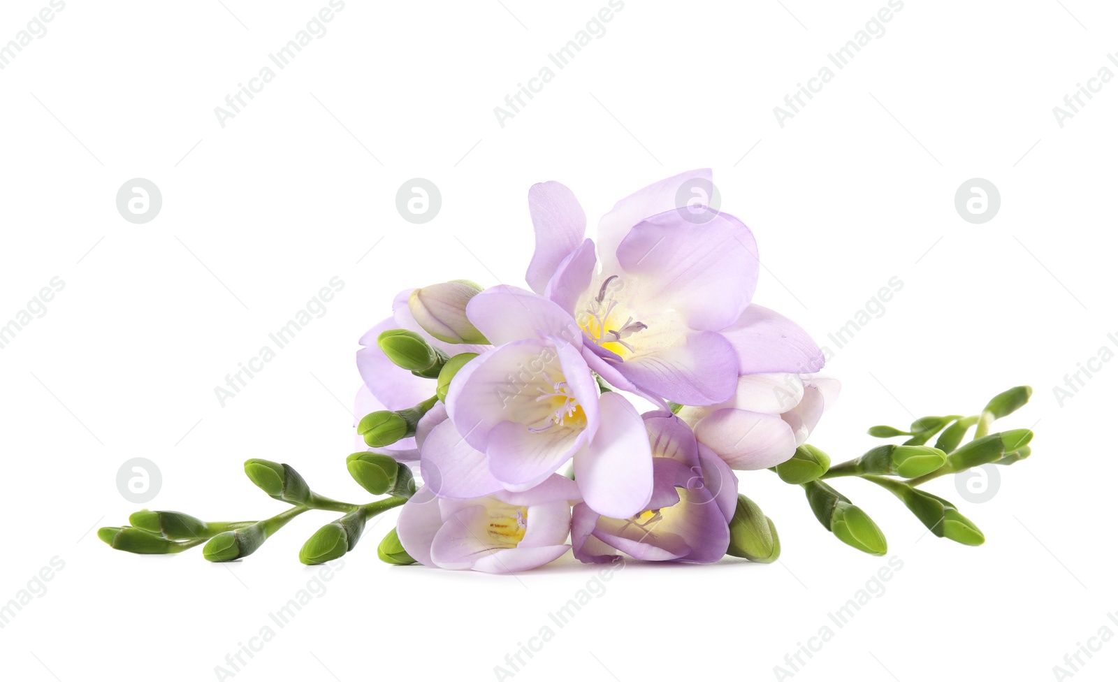 Photo of Beautiful fresh freesia flowers isolated on white