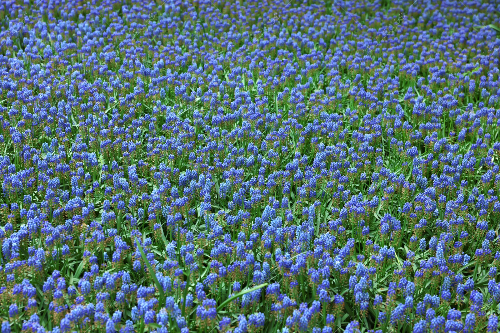 Photo of Many beautiful muscari flowers as background. Spring season