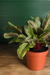 Photo of Sorrel plant in pot on wooden table
