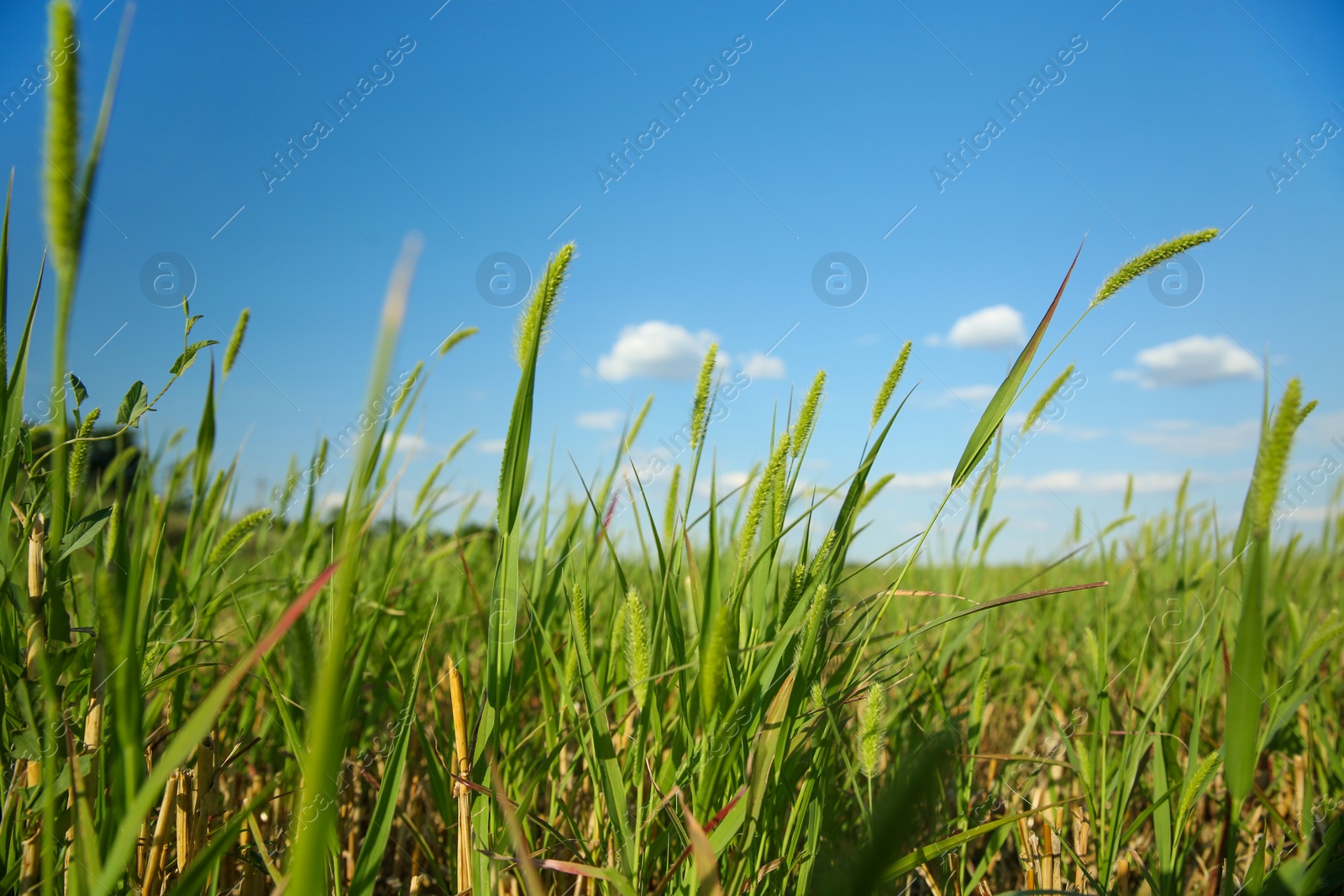 Photo of Green grass in field on sunny day