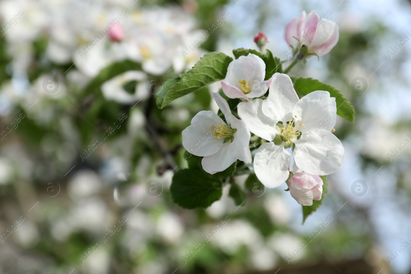 Photo of Closeup view of blossoming quince tree outdoors