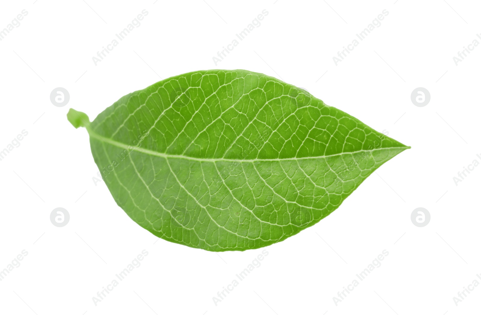 Photo of One green blueberry leaf isolated on white
