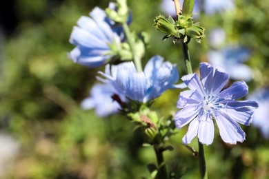 Beautiful blooming chicory flowers growing outdoors, closeup