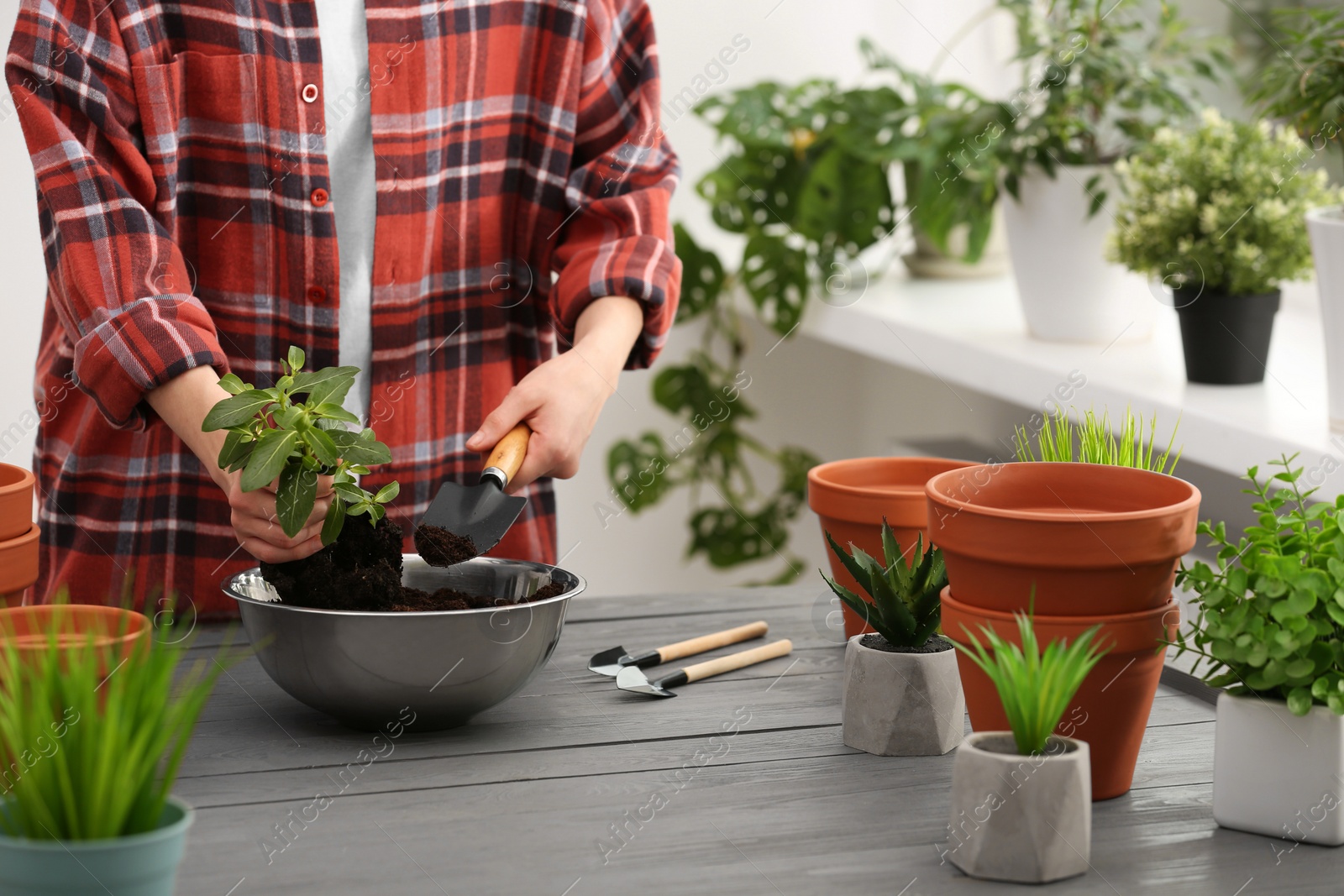 Photo of Transplanting. Woman with houseplant, gardening tools and empty flower pots at gray wooden table indoors, closeup