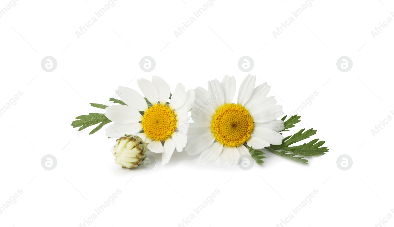 Photo of Beautiful chamomile flowers with green leaves on white background