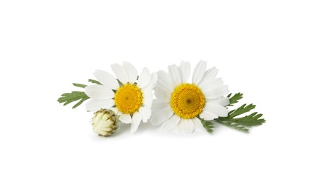 Photo of Beautiful chamomile flowers with green leaves on white background