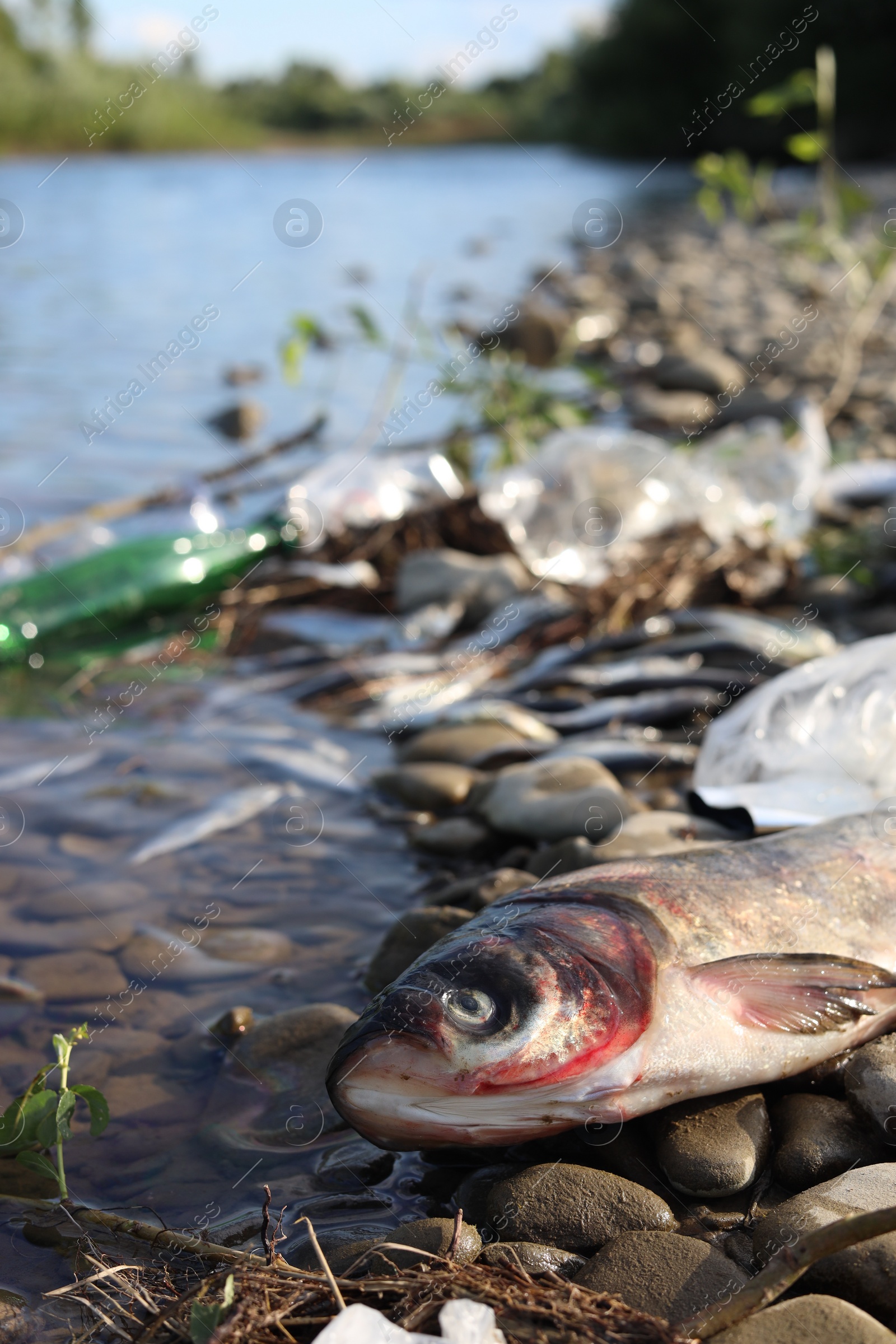 Photo of Dead fish among trash near river. Environmental pollution concept