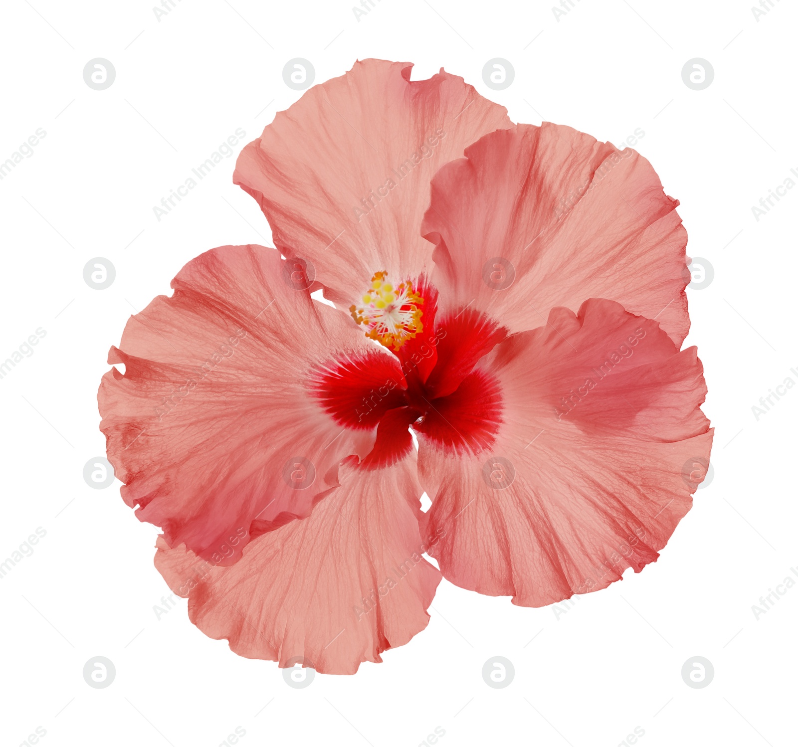 Image of Beautiful tropical hibiscus flower isolated on white