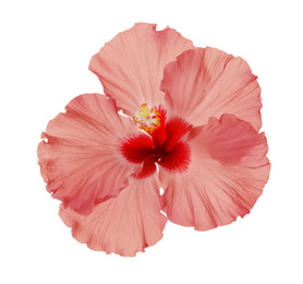 Beautiful tropical hibiscus flower isolated on white