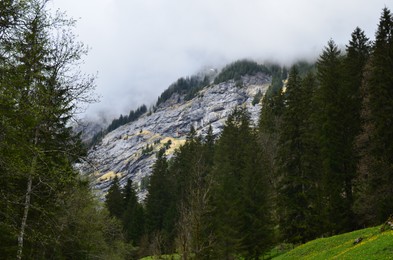 Picturesque view of conifer forest in mountains covered with fog