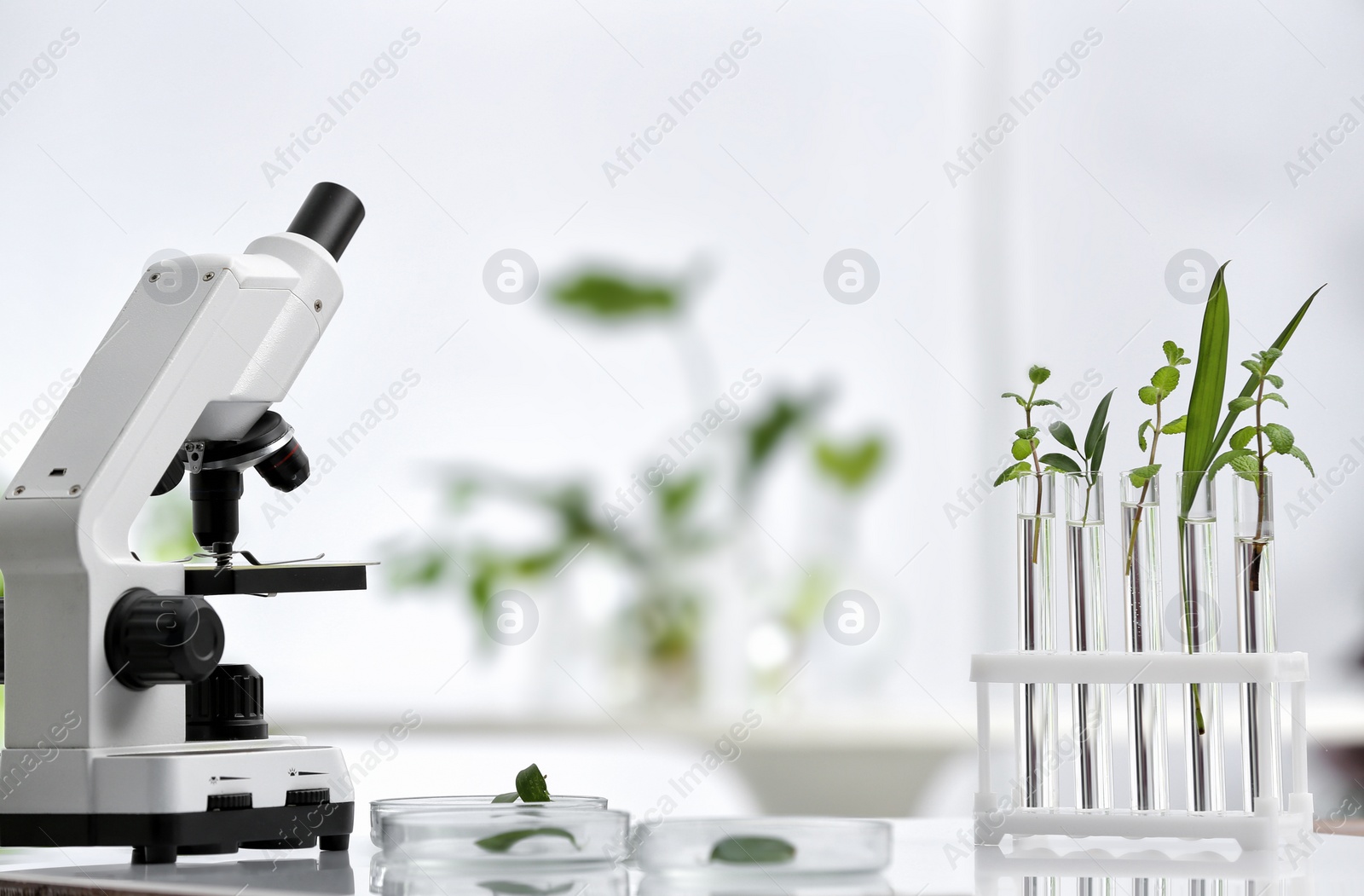 Photo of Laboratory glassware with different plants and microscope on table against blurred background. Chemistry research