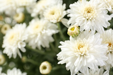 Photo of Beautiful white chrysanthemum flowers with leaves, closeup