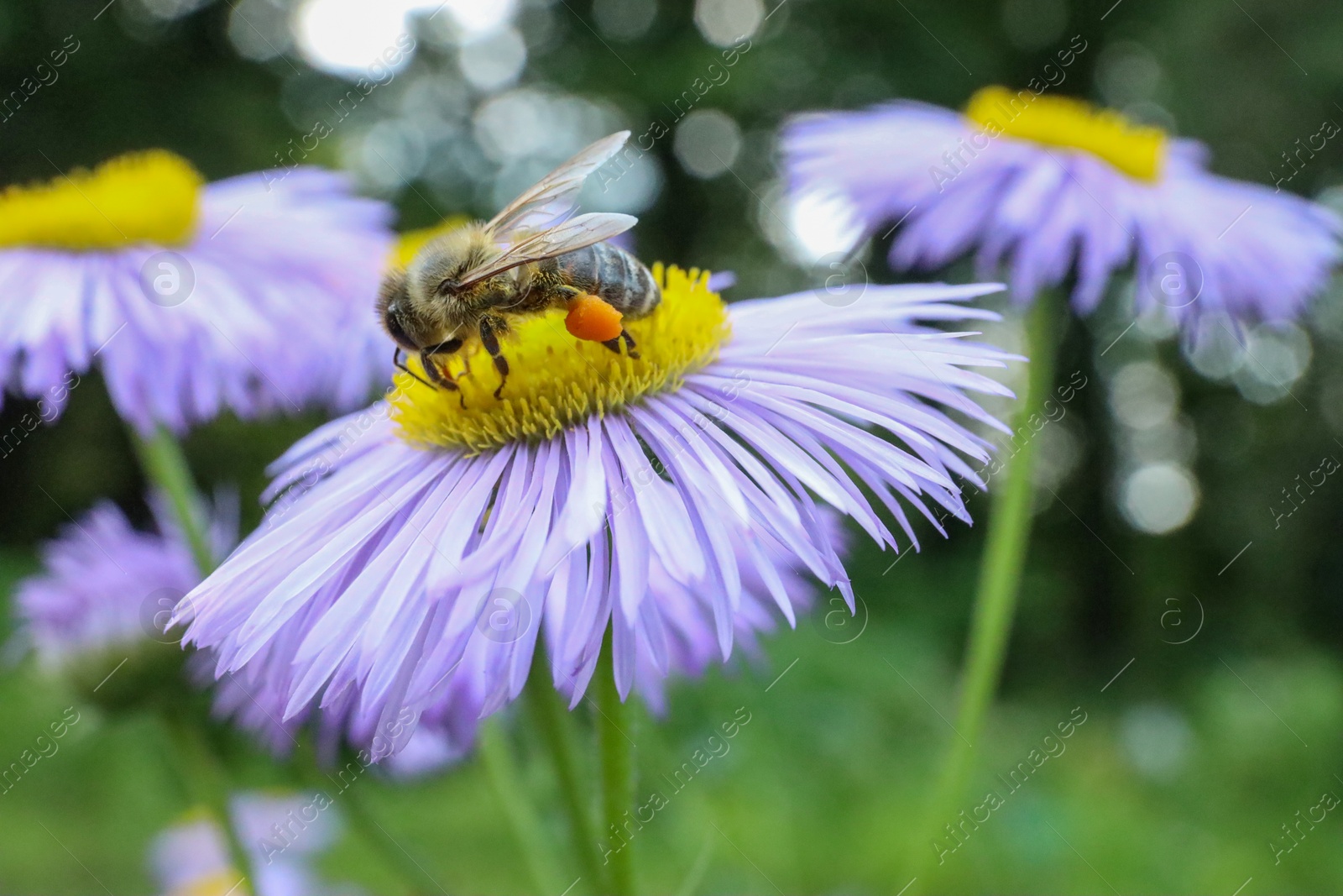 Photo of Honeybee collecting nectar from beautiful flower outdoors, closeup