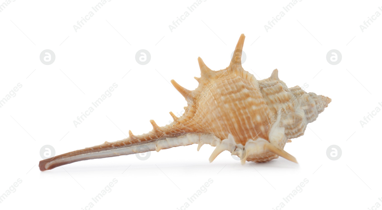 Photo of Beautiful exotic sea shell isolated on white