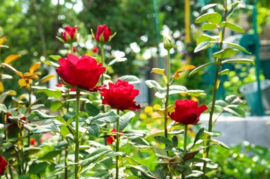 Beautiful blooming roses in green garden on sunny day